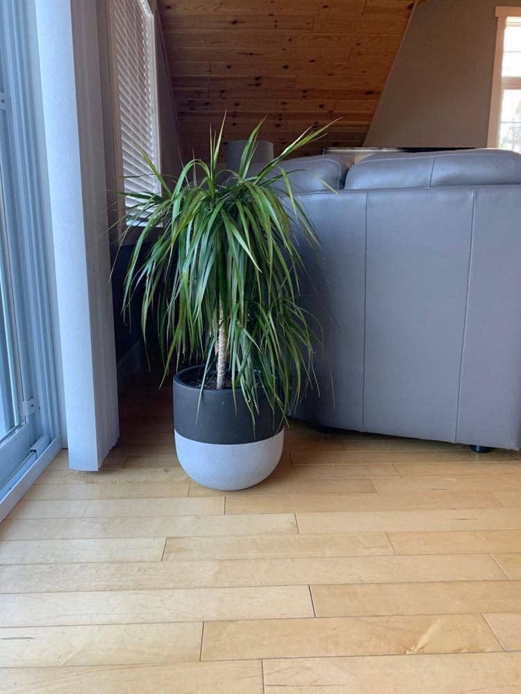 SPLIT POT | PLANTER