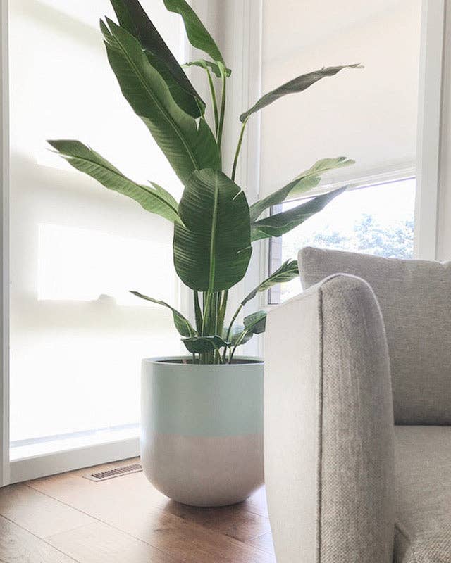 SPLIT POT | PLANTER