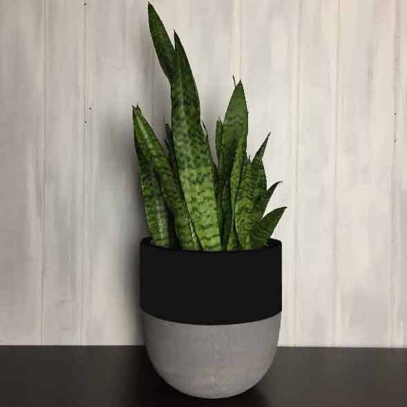 SPLIT POT | PLANTER
