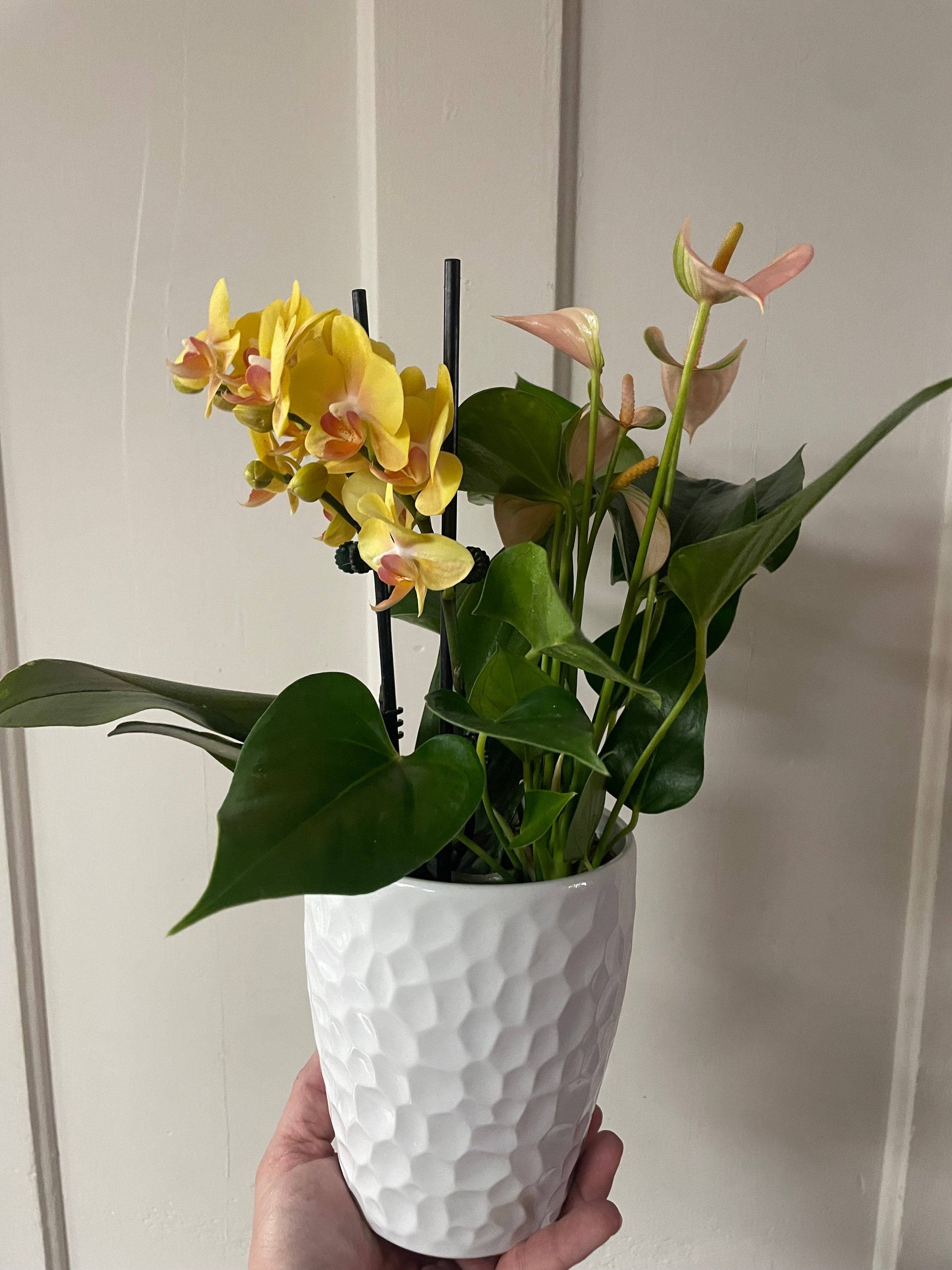 Orchid Tropical Planter