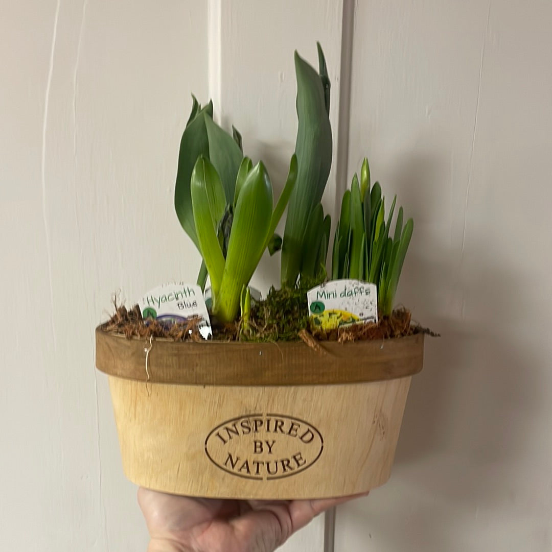 Spring Bulb Planter - Inspired By Nature