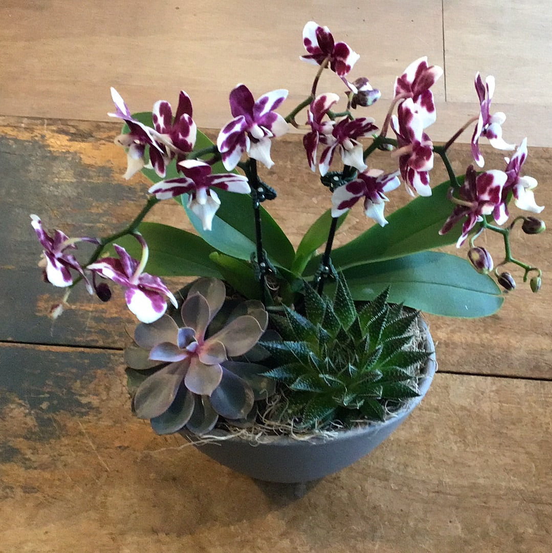 Paige Orchid Planter