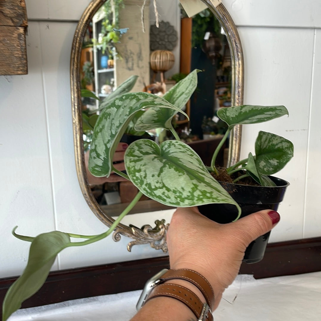 Philodendron Pictus Silver Satin (Scindapsus)