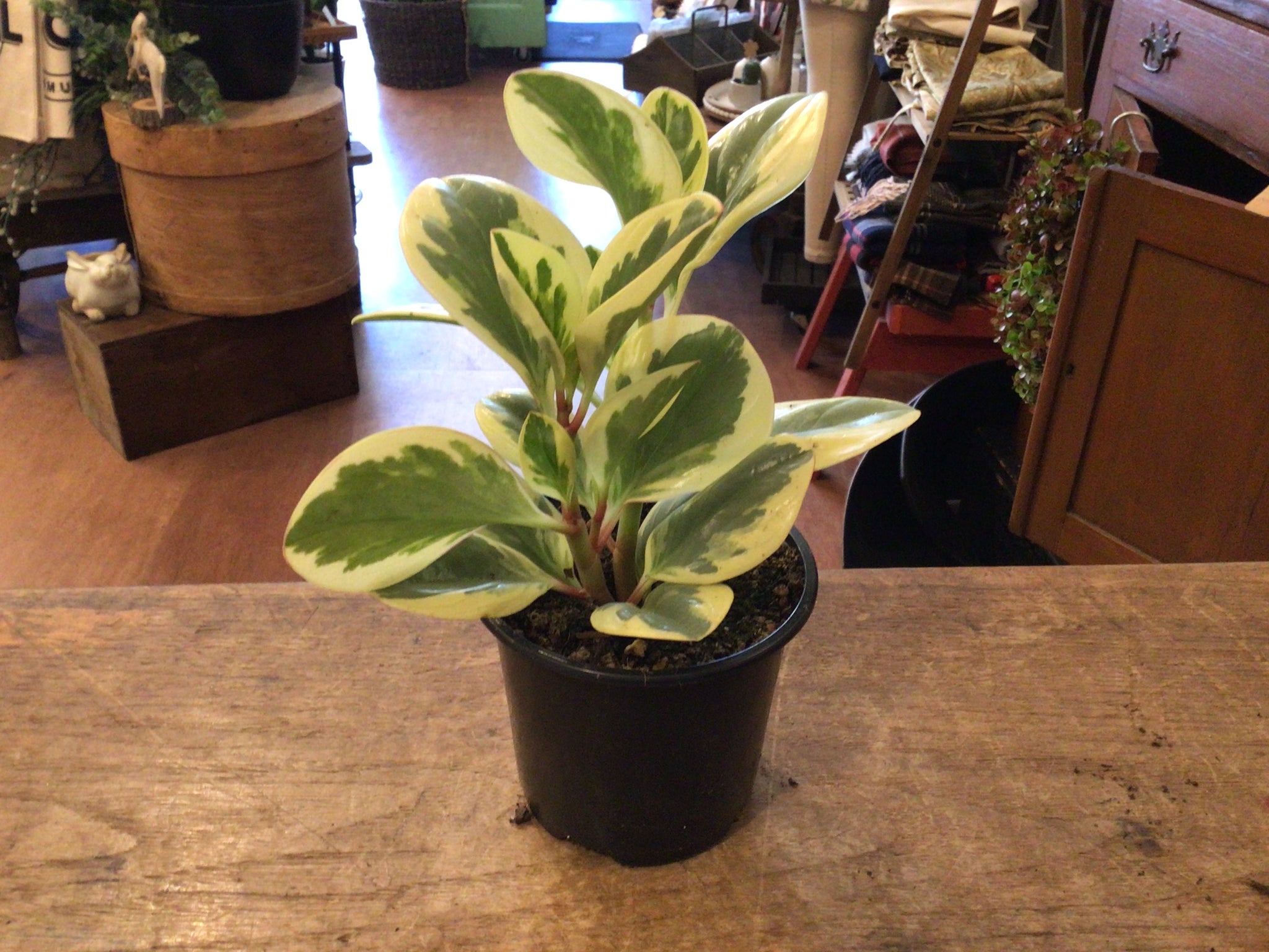Peperomia assorted