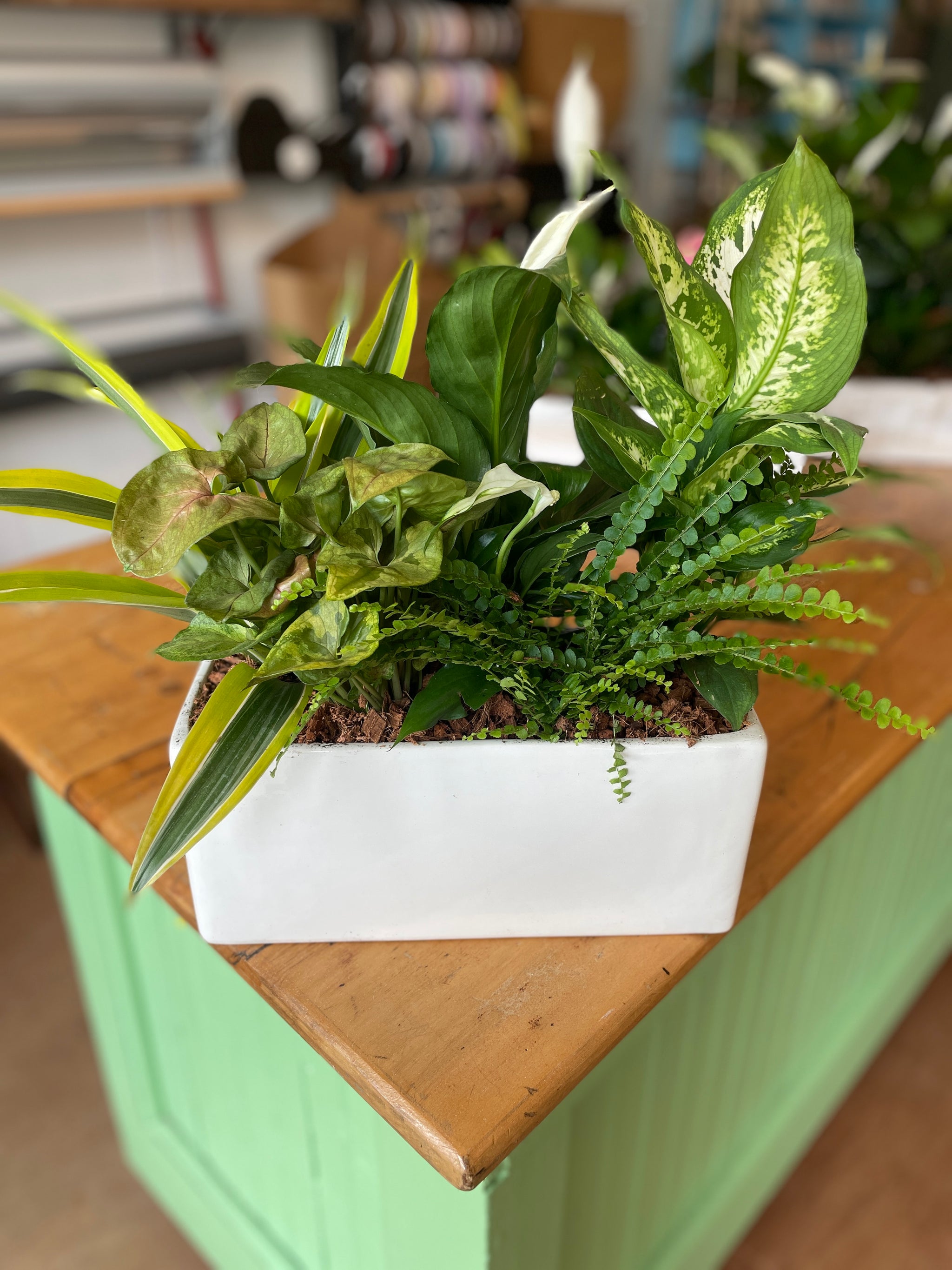Rectangle Peace Lily Planter