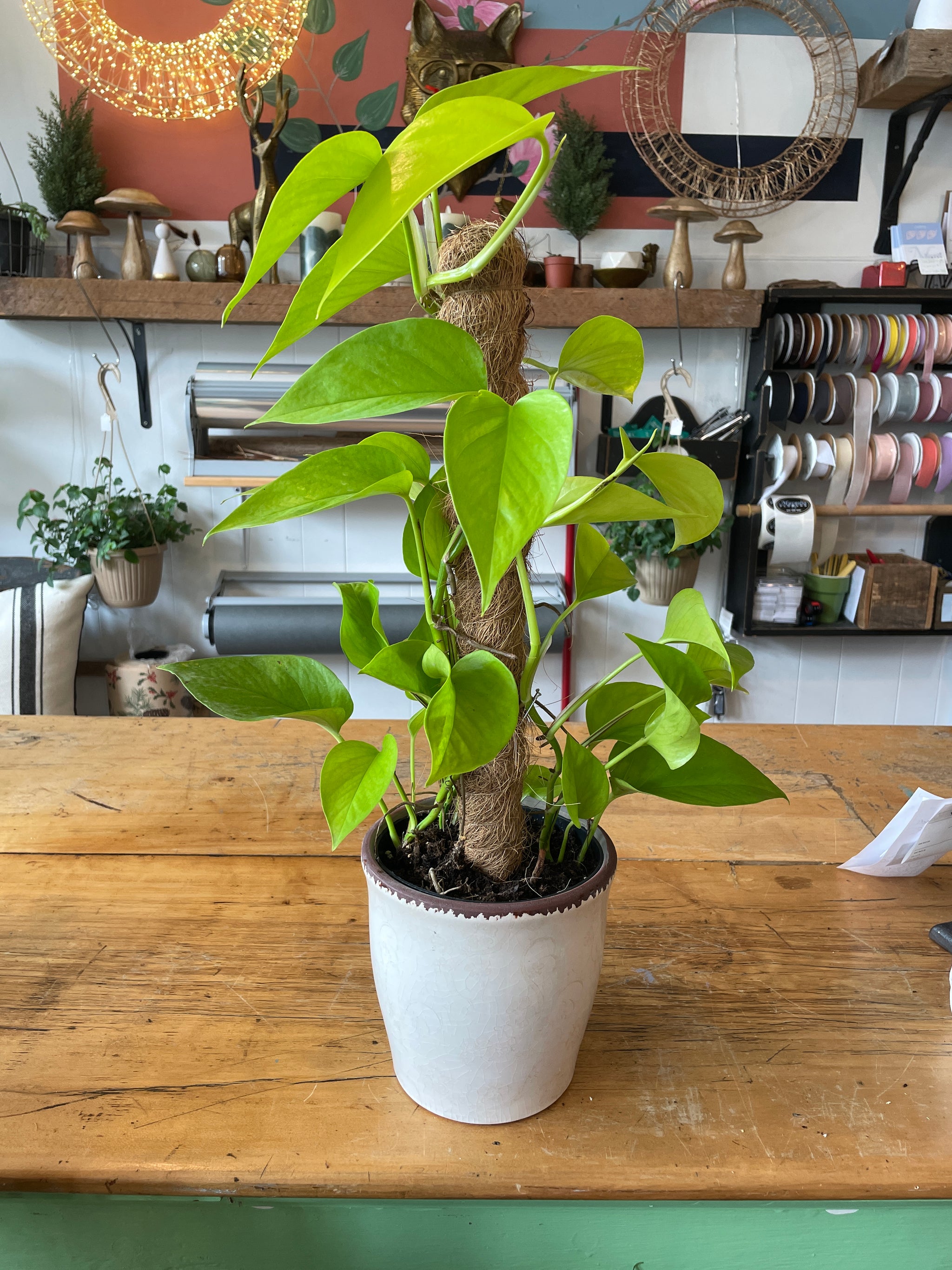 Pothos with Moss Pole (Totem)