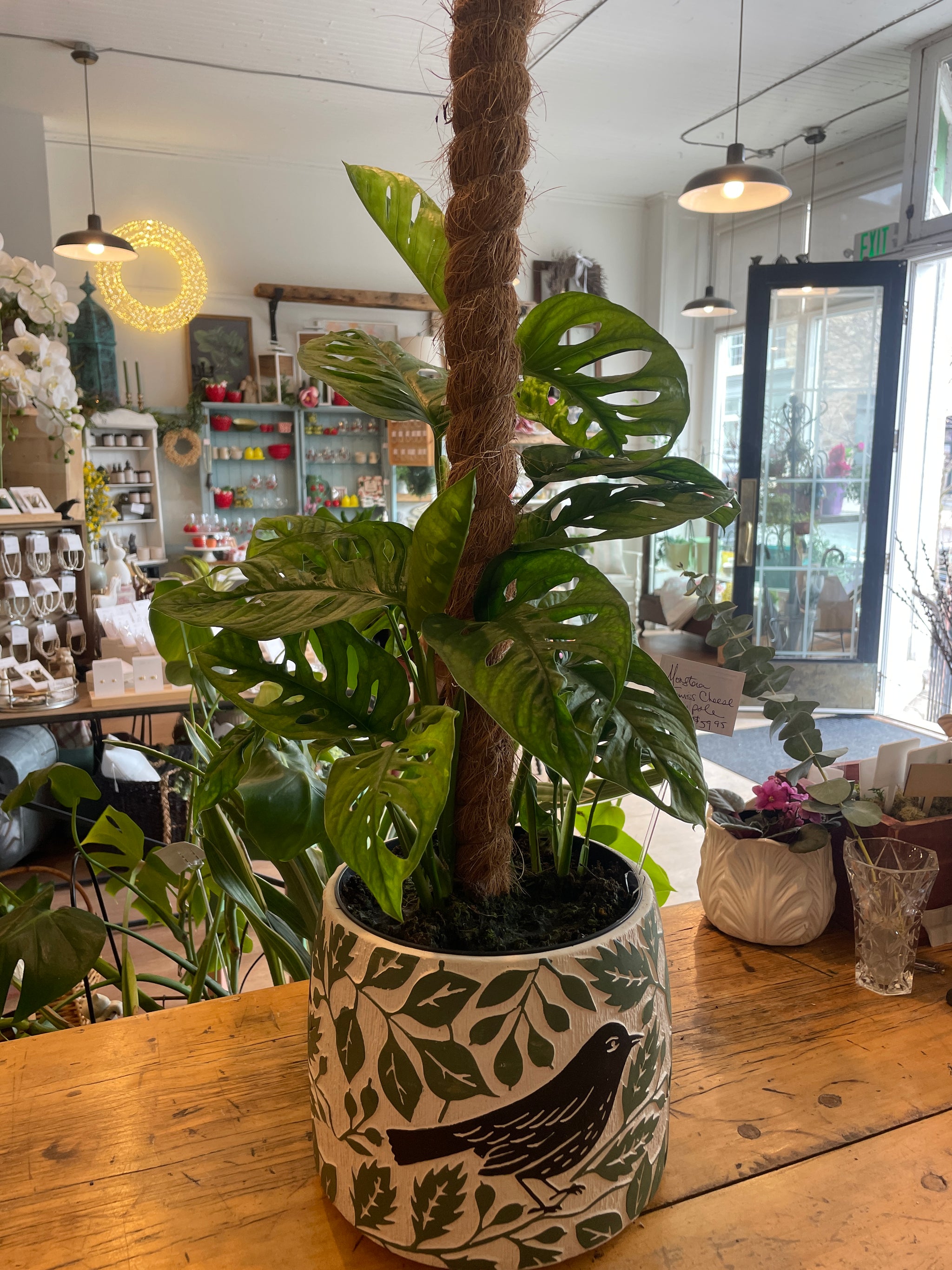 Swiss Cheese Monstera with Moss Pole (Totem)