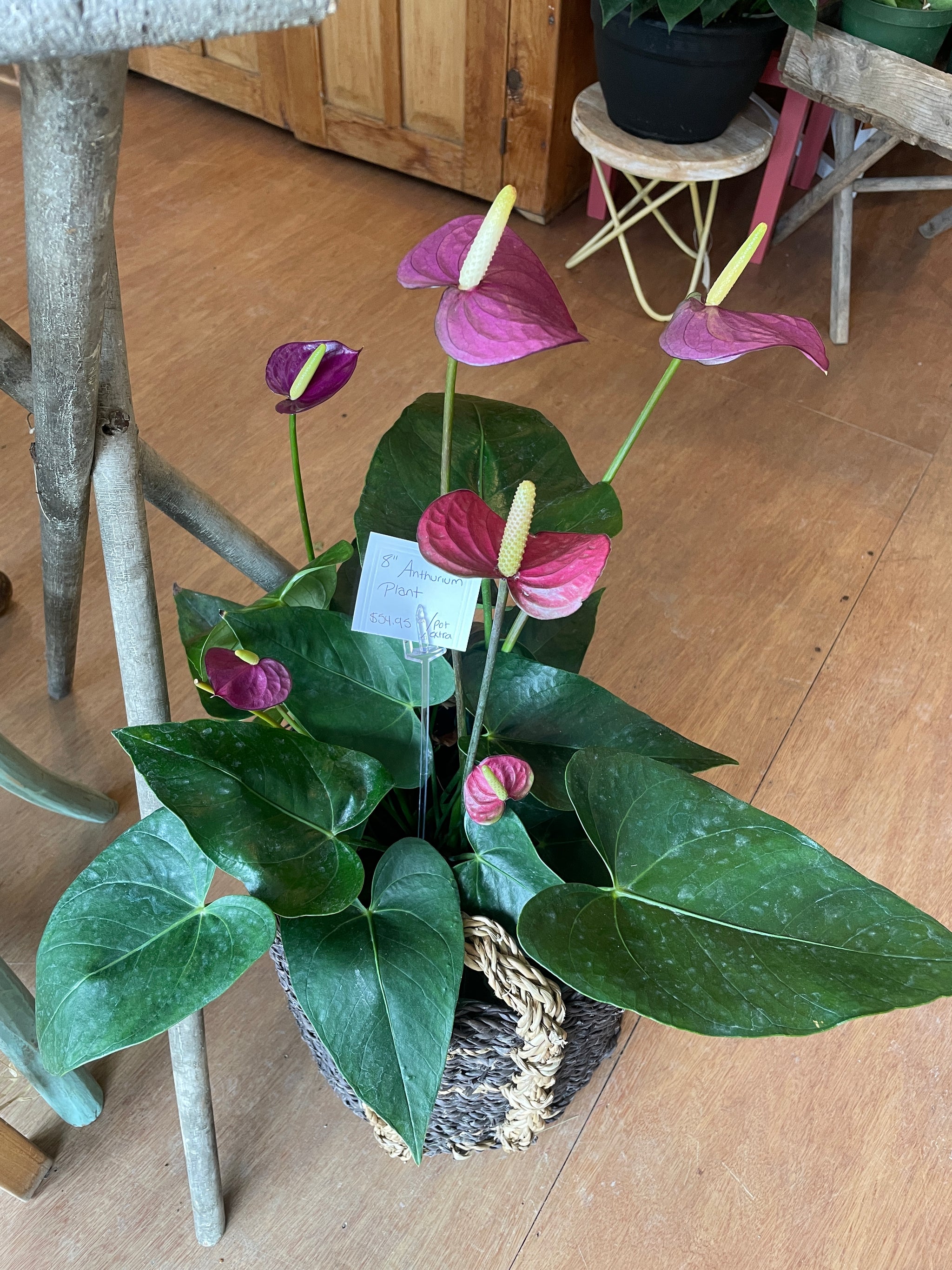 Anthurium 8’’ plant