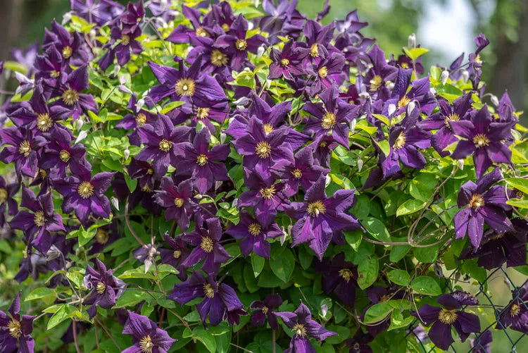 Clematis