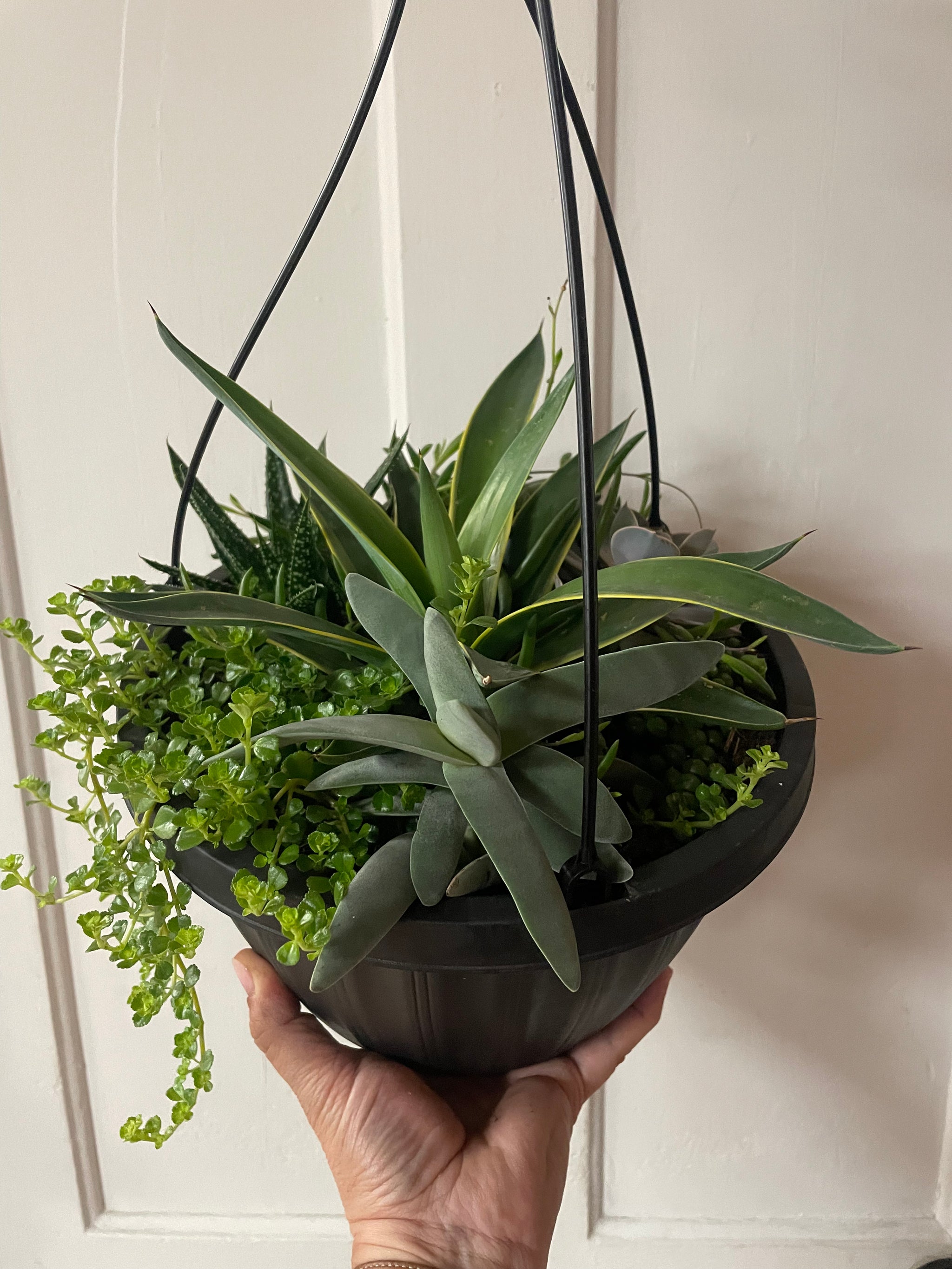 Succulent Hanging Basket
