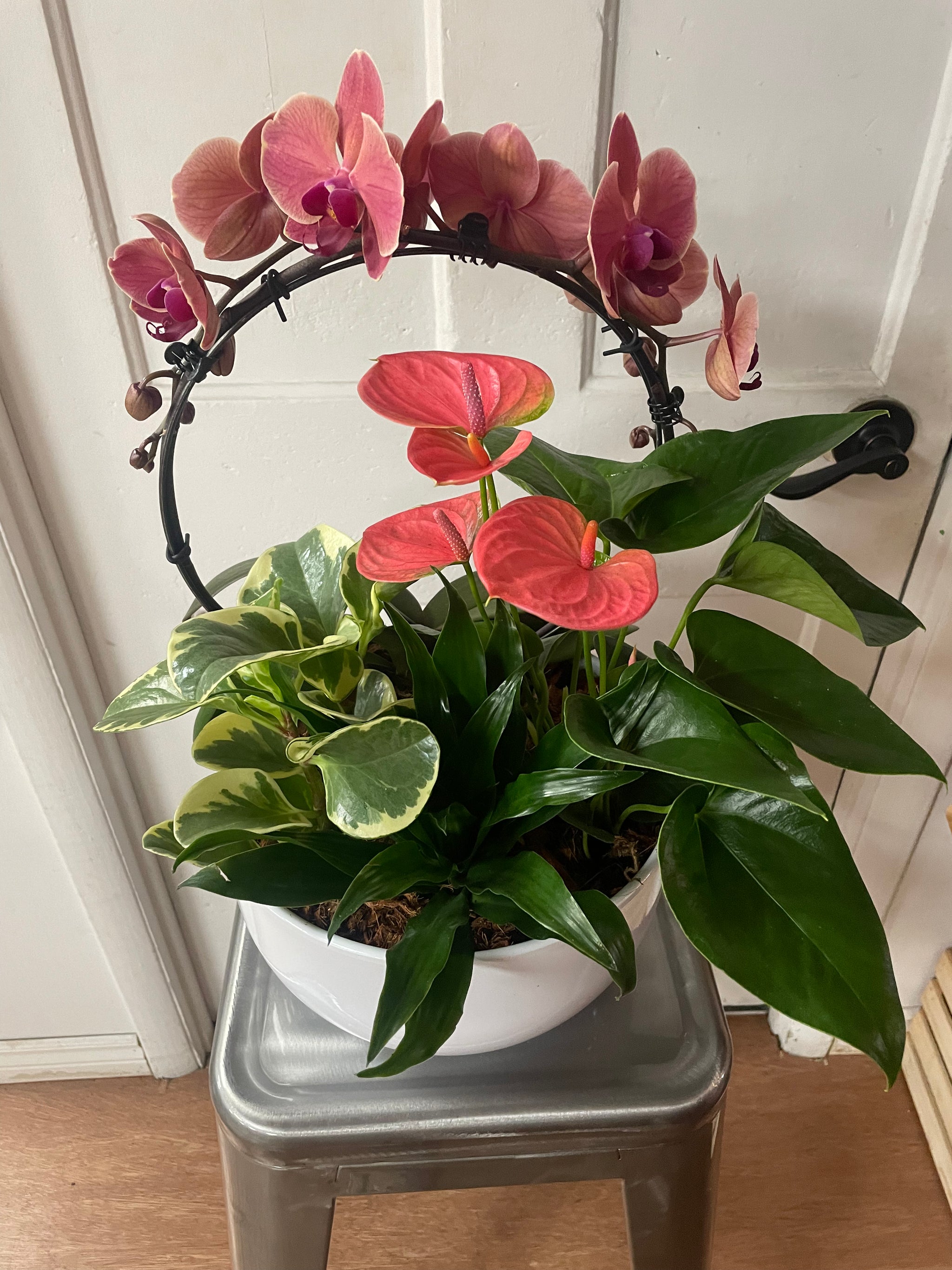 Infinity Orchid Planter