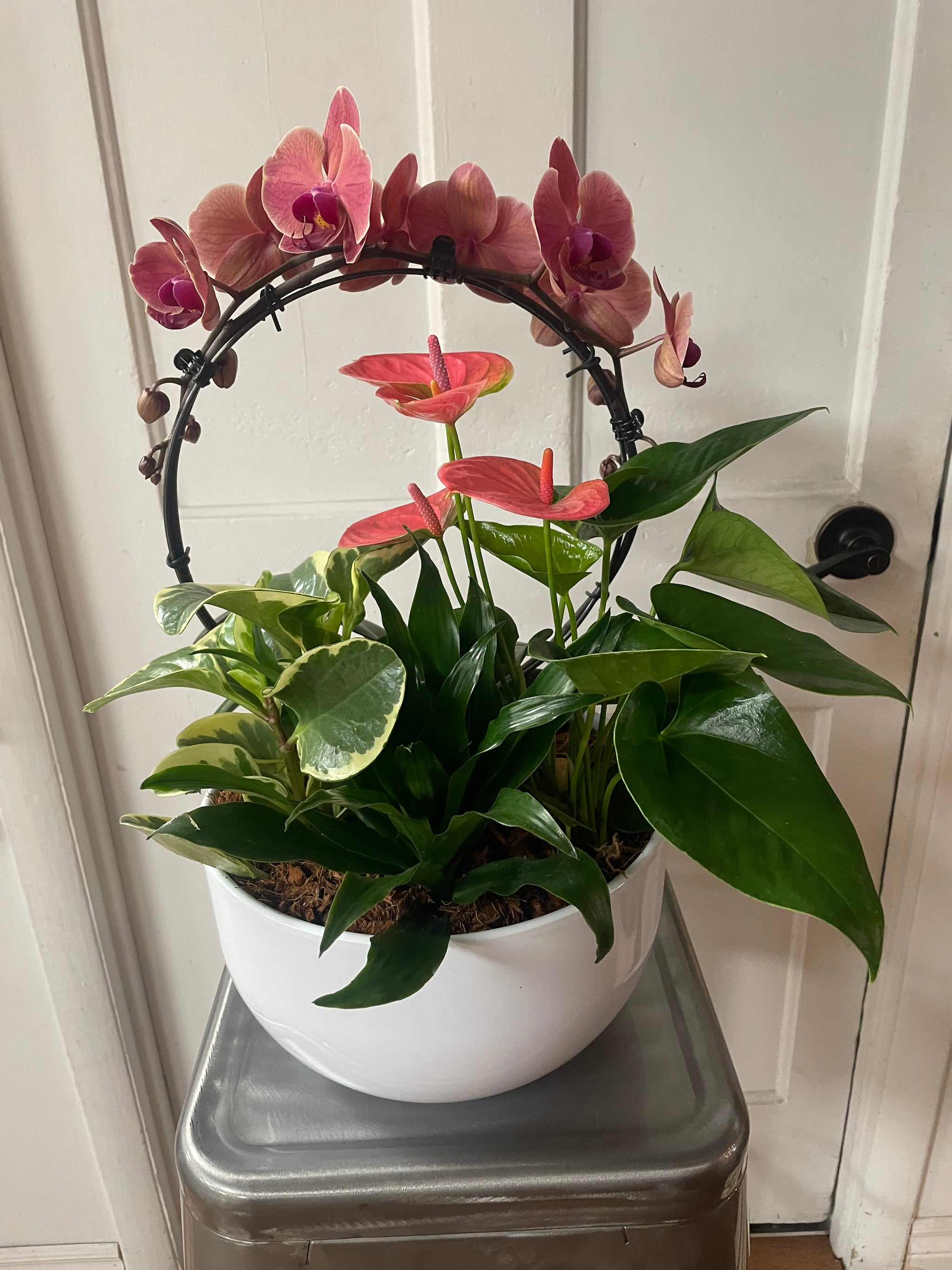 Infinity Orchid Planter
