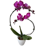 Luna Orchid in Ceramic Pot