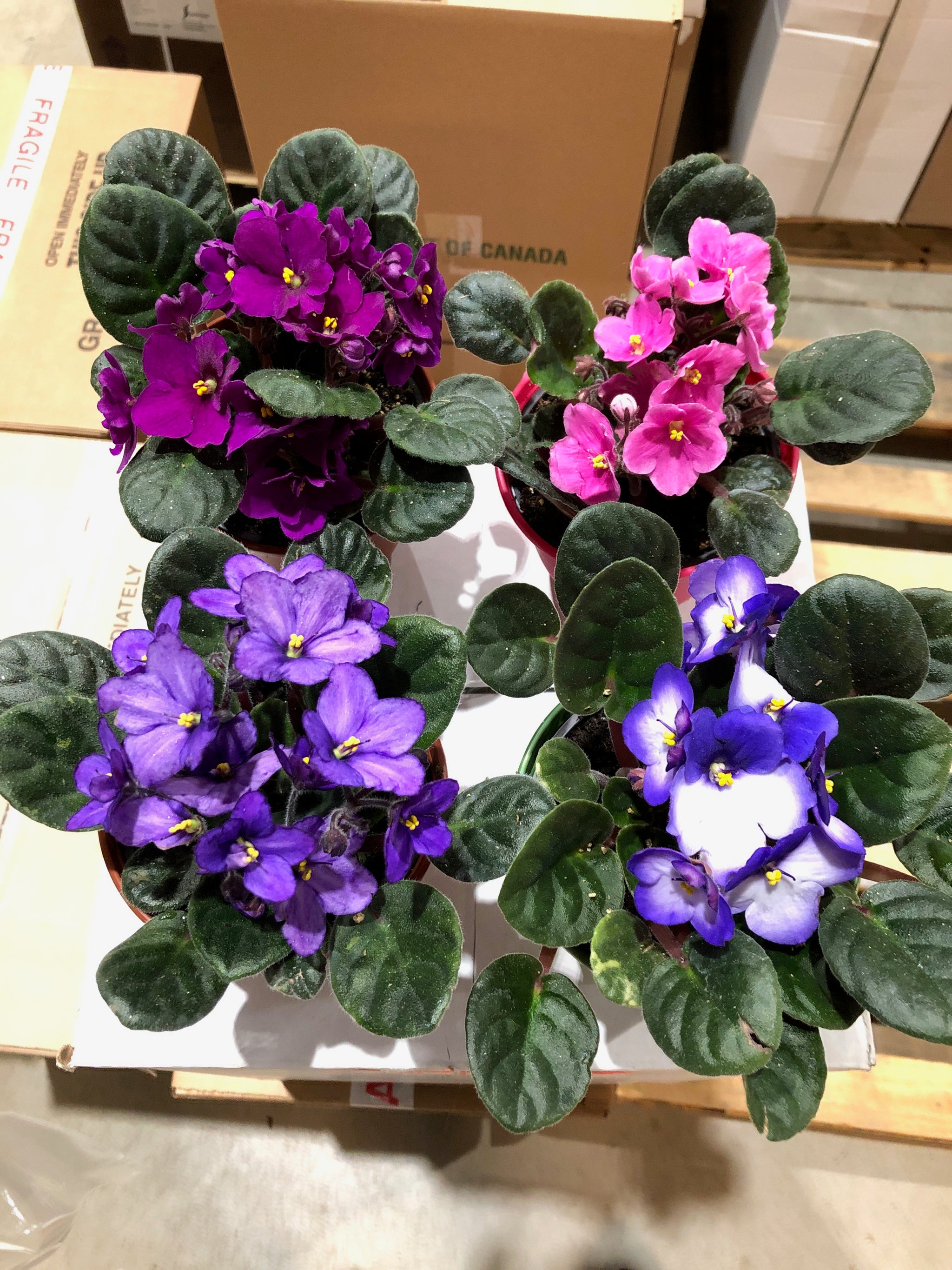 Your Grandma's African Violet