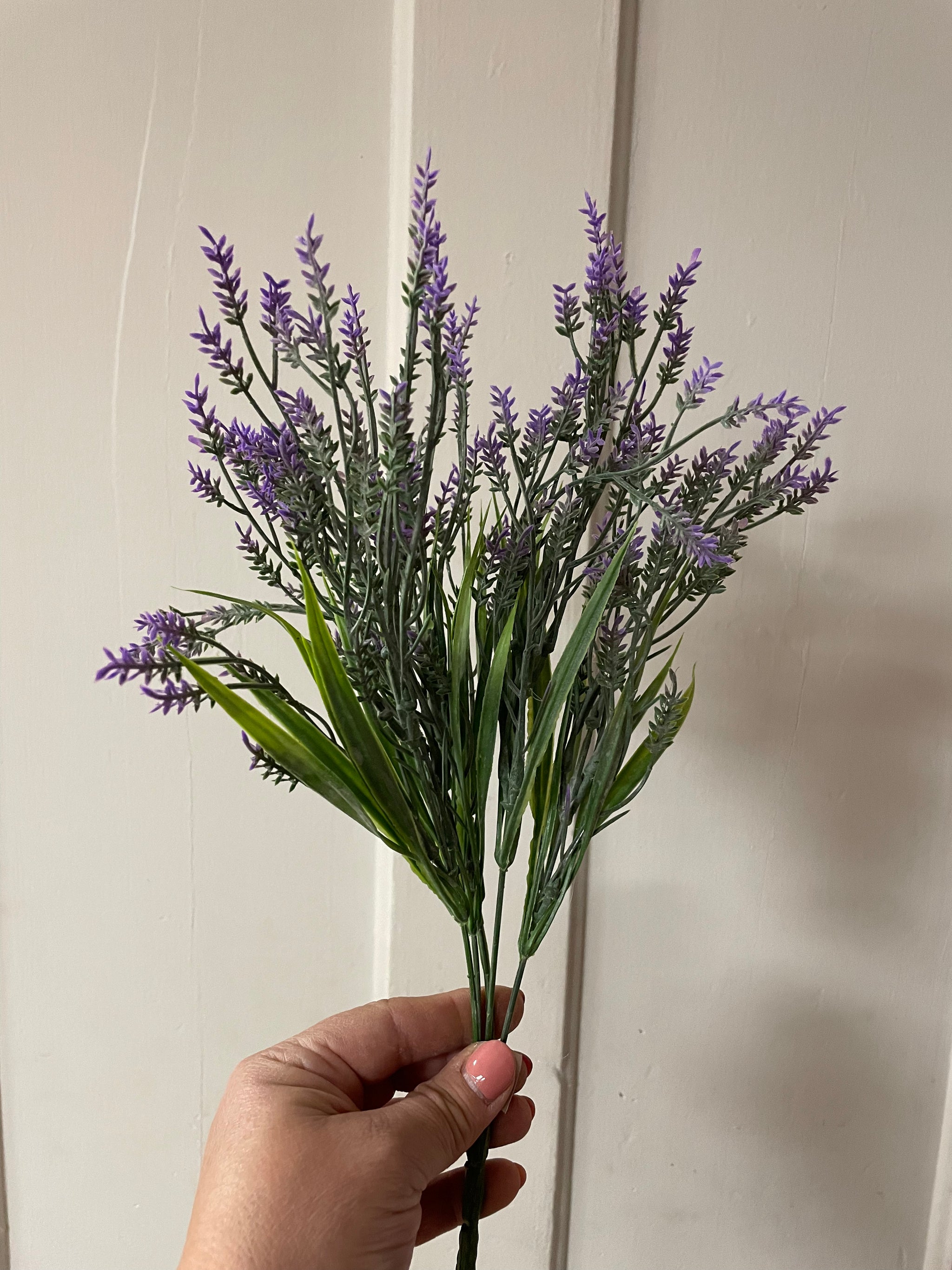Everlasting Lavender