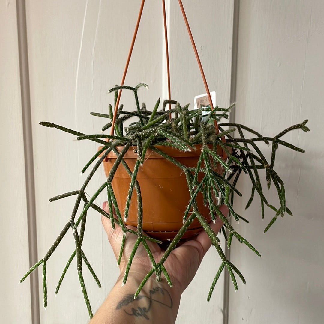 6” Hanging Basket succulent