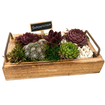 Wooden Succulent Tray