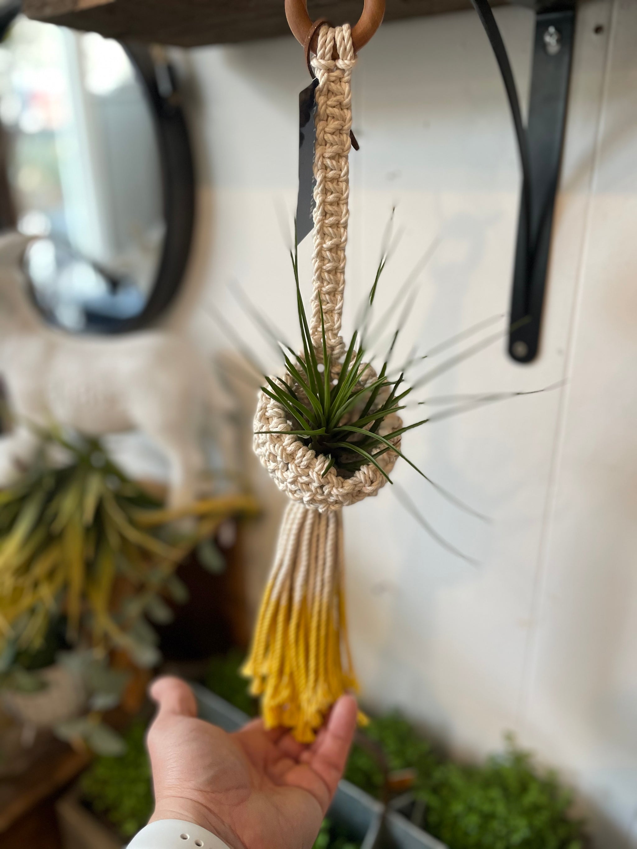 Airplant Hanger - Knot your Nature