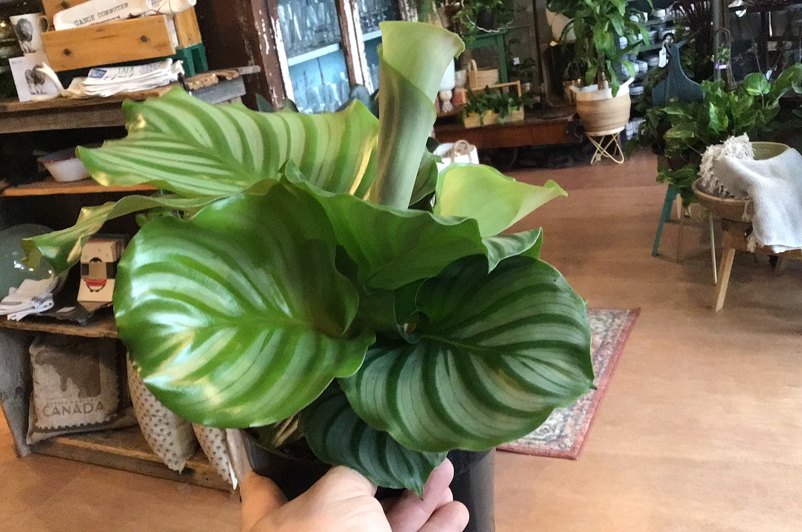 Calathea Orbifolia