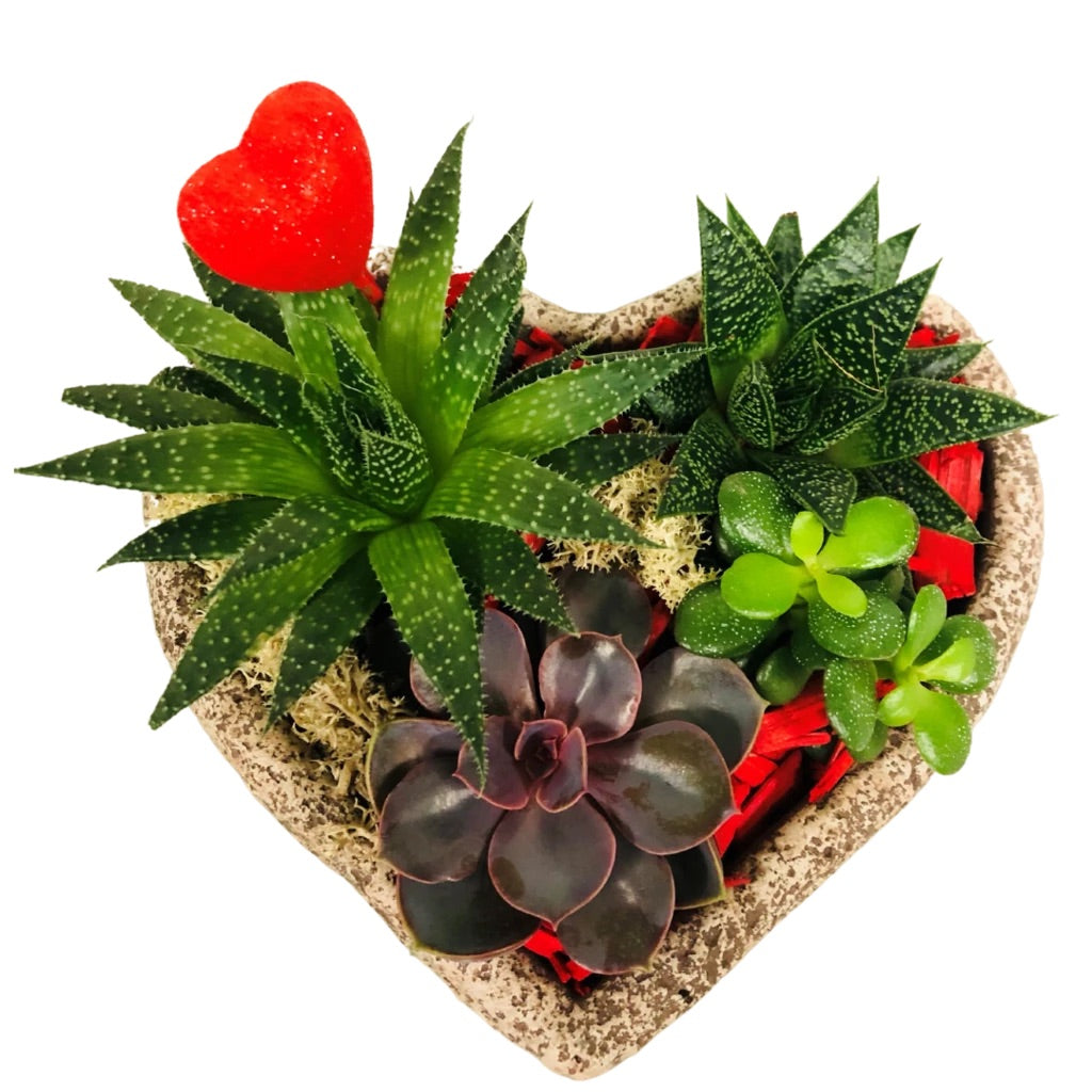 Heart Succulent Planter
